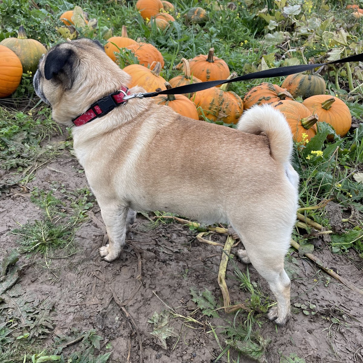 Kinley Hill Pumpkin Patch — pumpkin patch photo 5