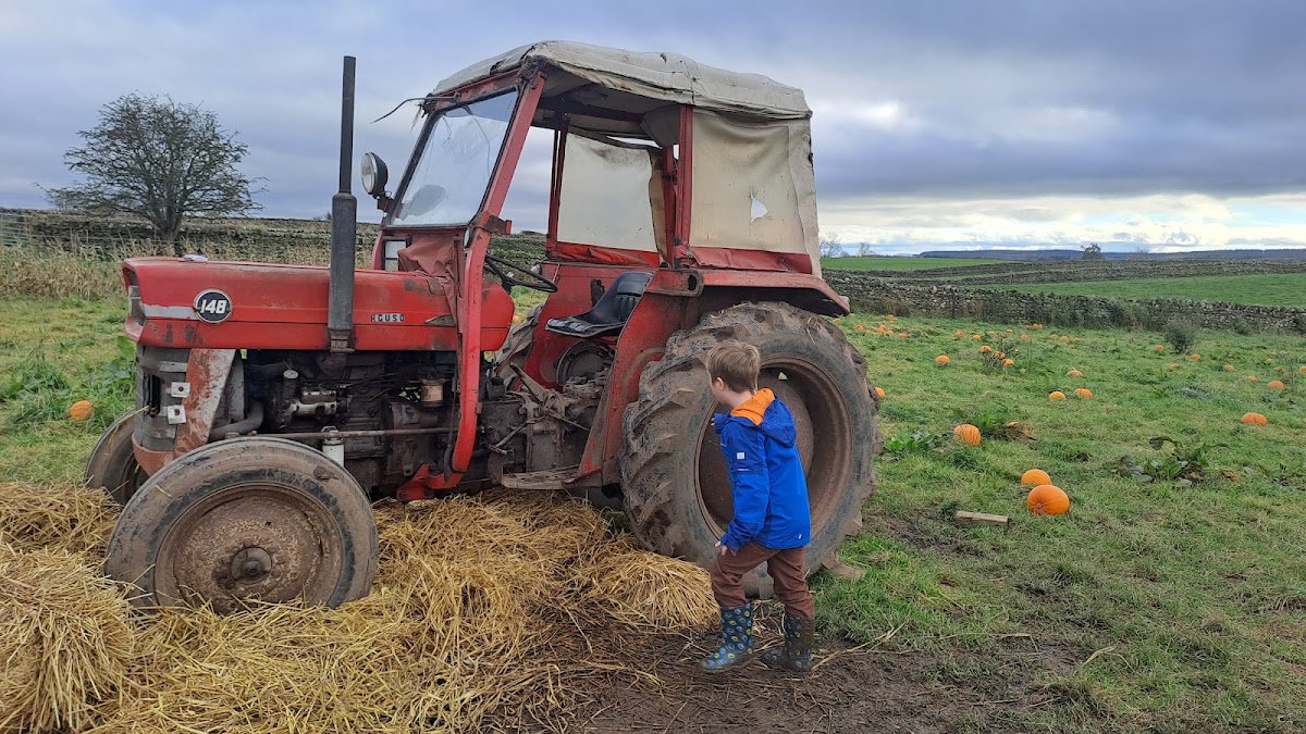 Reds Pumpkin Patch — pumpkin patch photo 2