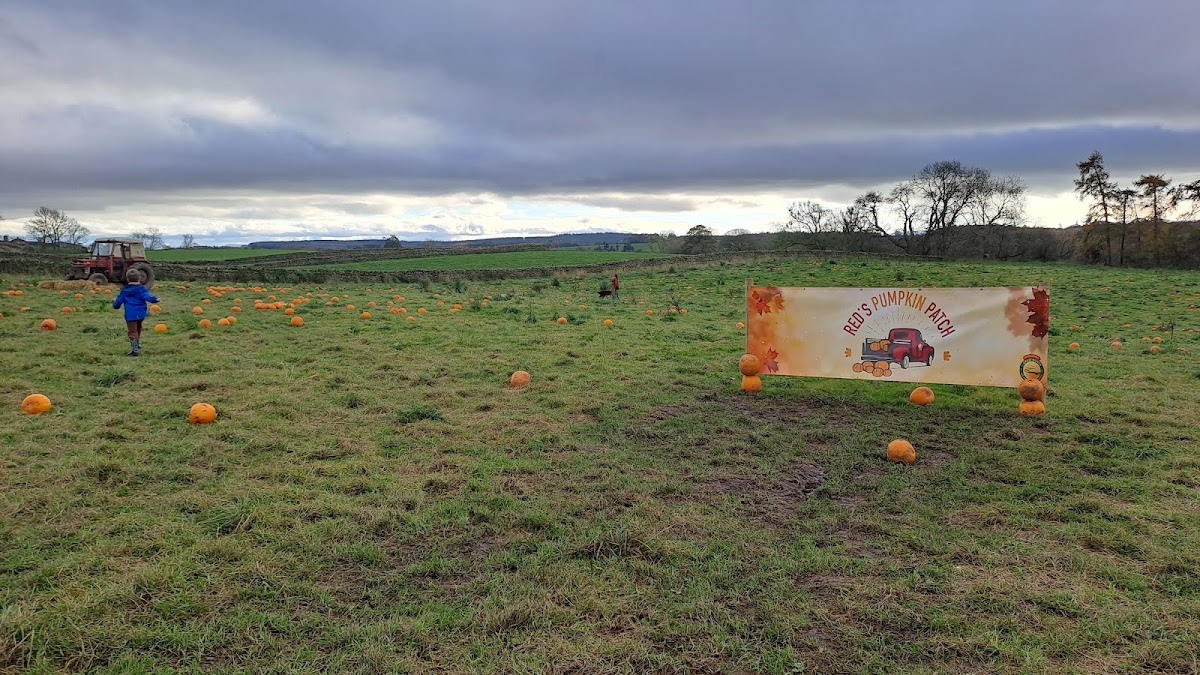 Reds Pumpkin Patch — pumpkin patch photo 3