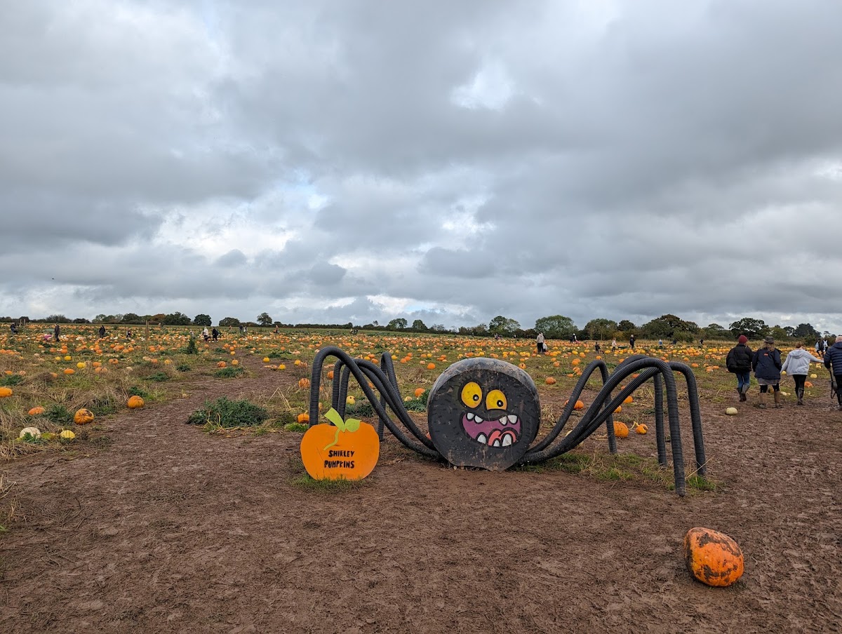 Shirley Pumpkins