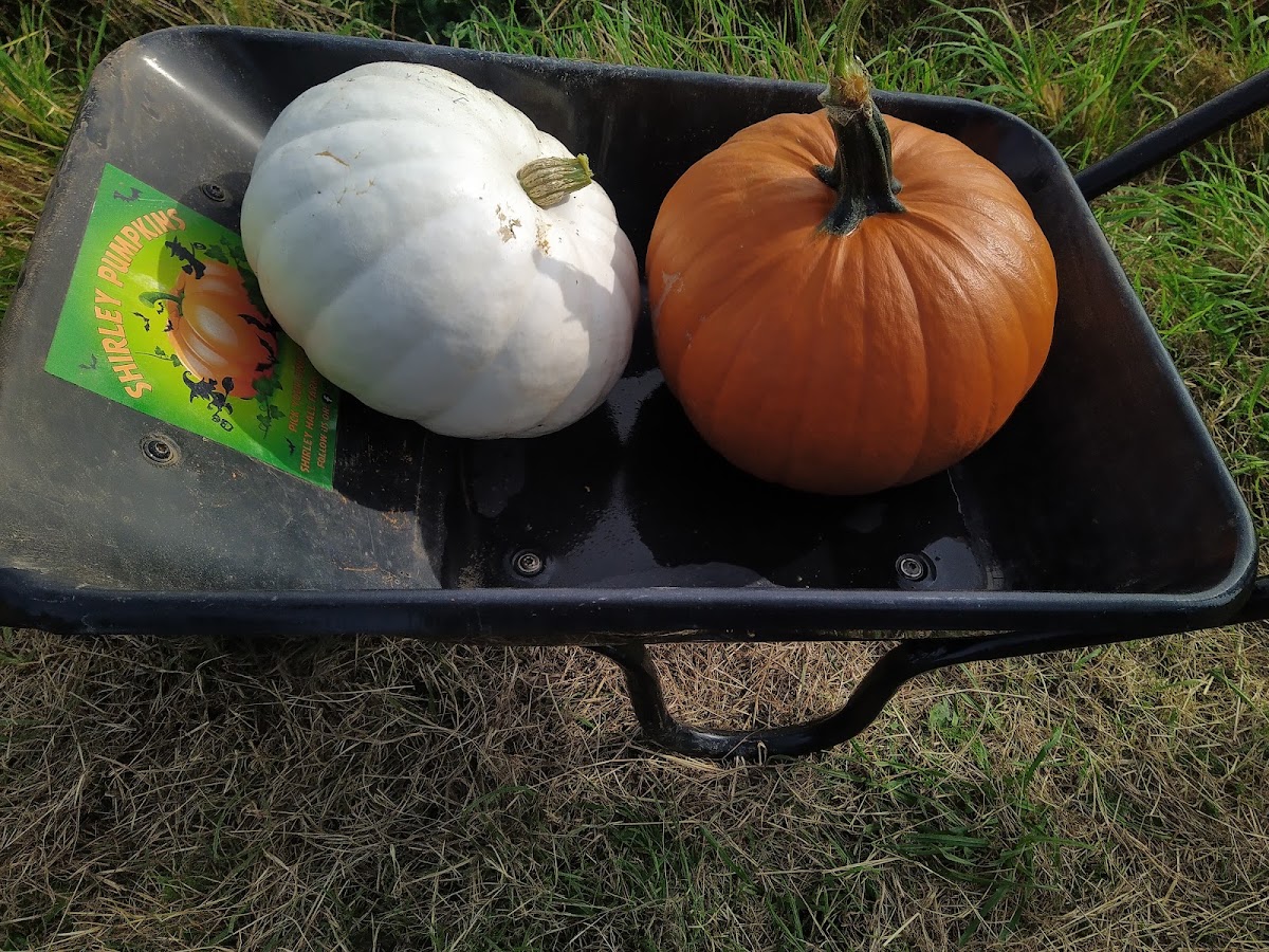 Shirley Pumpkins — pumpkin patch photo 2