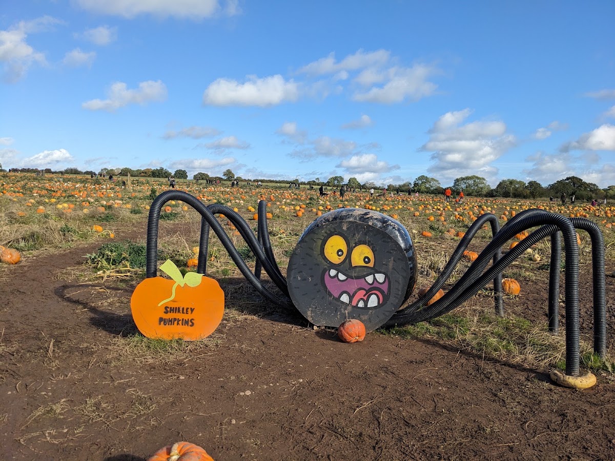 Shirley Pumpkins — pumpkin patch photo 3