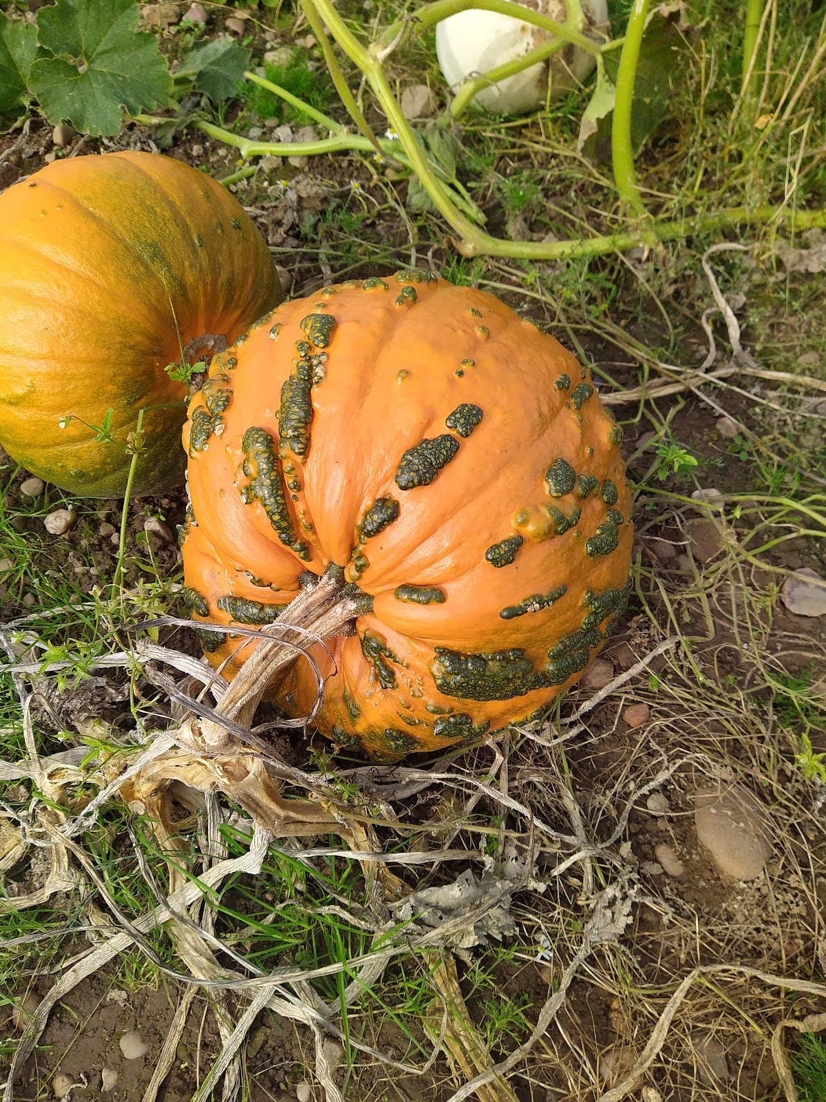Shirley Pumpkins — pumpkin patch photo 5
