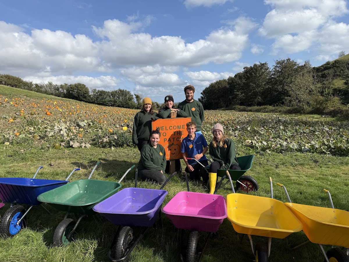 Dawlish Pumpkin Patch — pumpkin patch photo 2