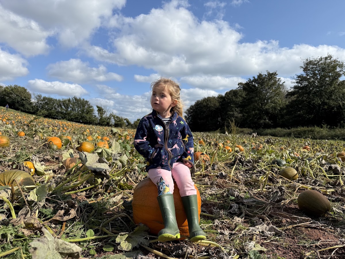 Dawlish Pumpkin Patch — pumpkin patch photo 3