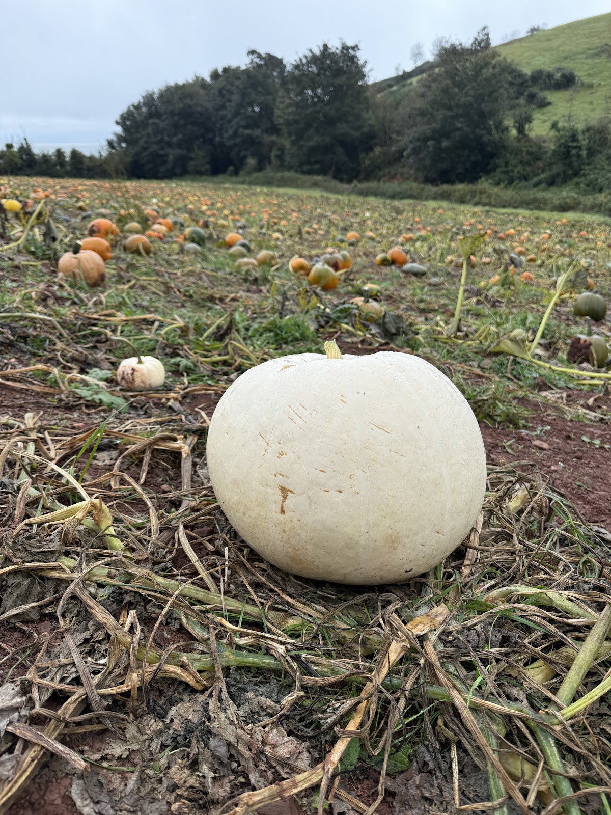 Dawlish Pumpkin Patch — pumpkin patch photo 4