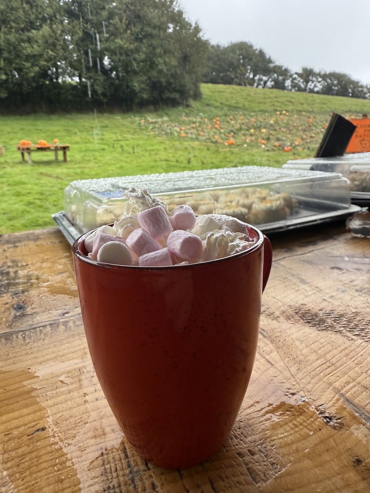 Dawlish Pumpkin Patch — pumpkin patch photo 5