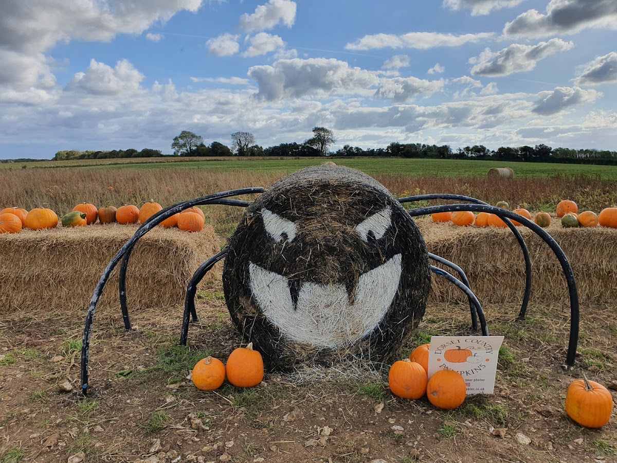 Dorset Country Pumpkins (Longclose Farm)