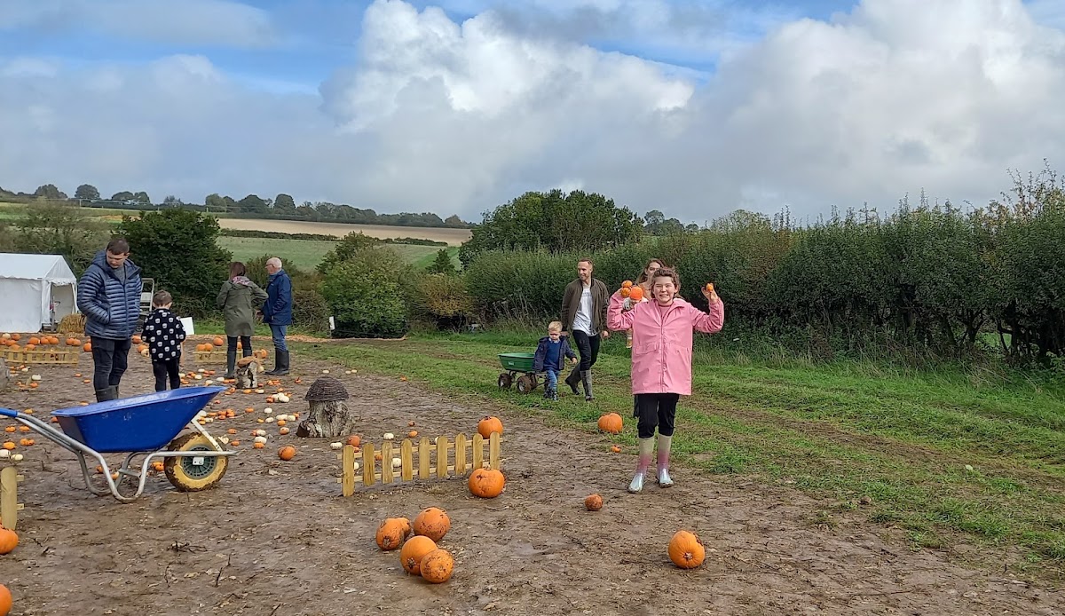 Dorset Country Pumpkins (Longclose Farm) — pumpkin patch photo 3