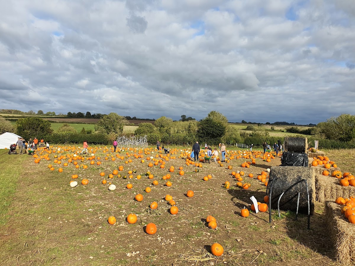 Dorset Country Pumpkins (Longclose Farm) — pumpkin patch photo 5