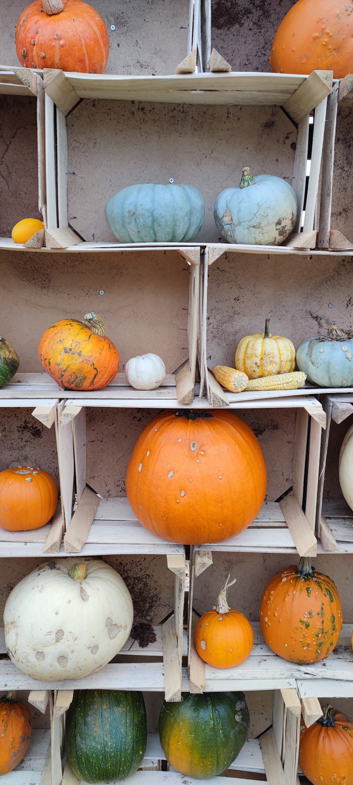 Sandy Bottom Farm Pumpkins — pumpkin patch photo 3