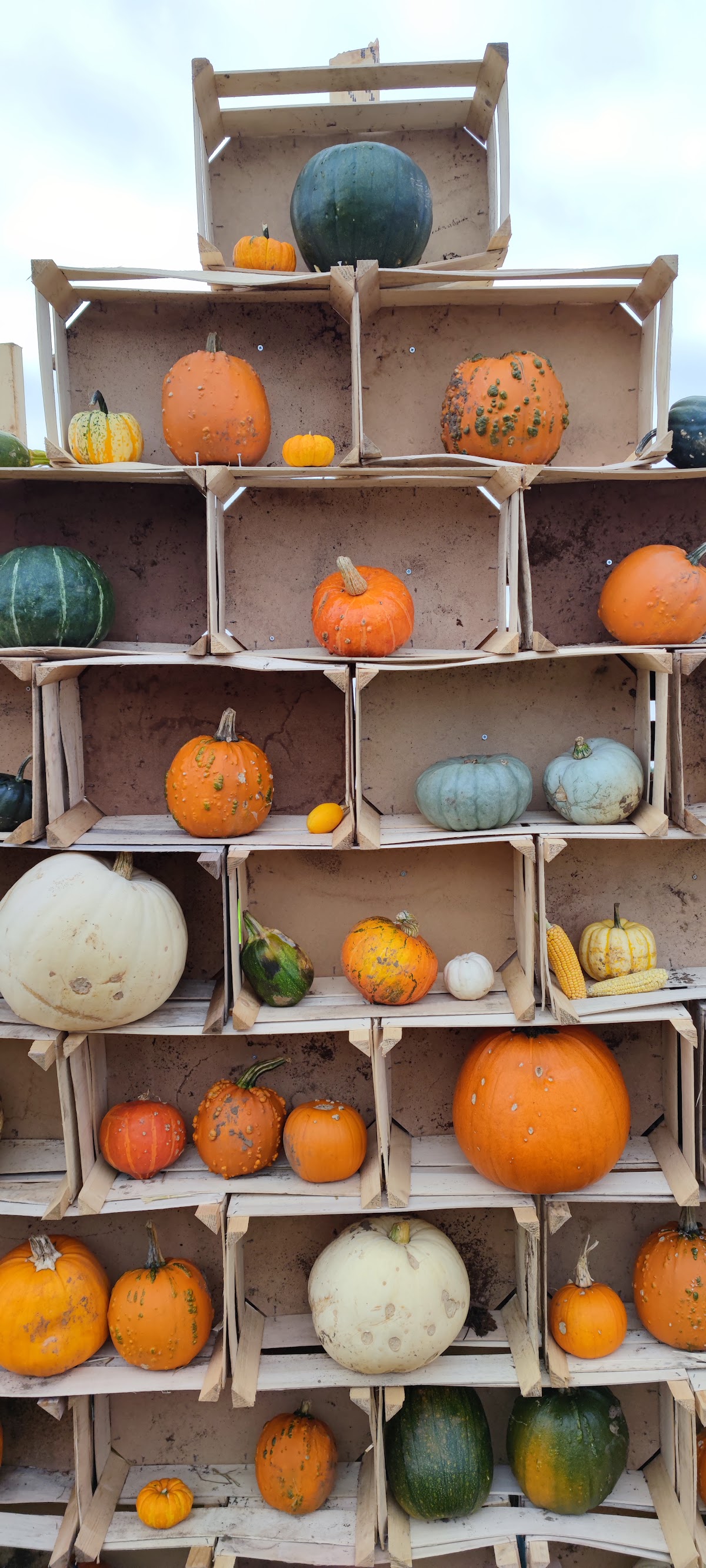 Sandy Bottom Farm Pumpkins — pumpkin patch photo 4