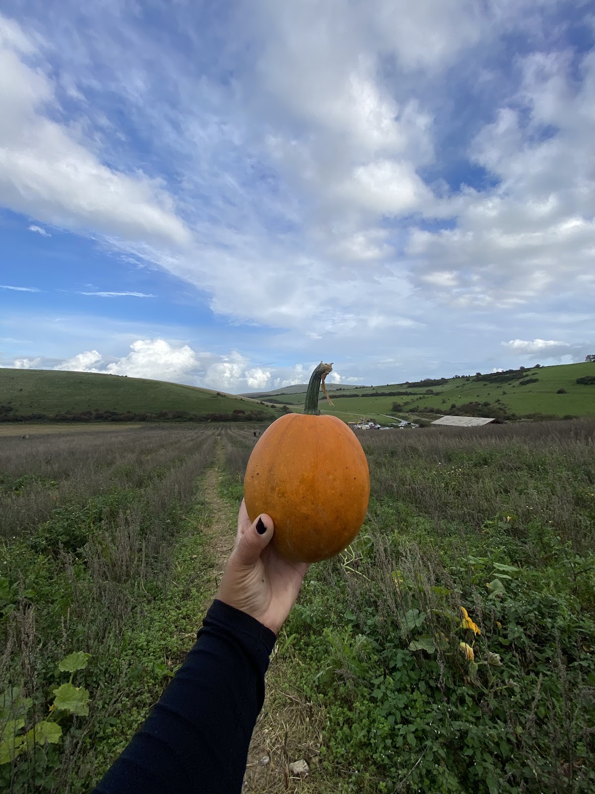 South Farm Rodmell — pumpkin patch photo 5