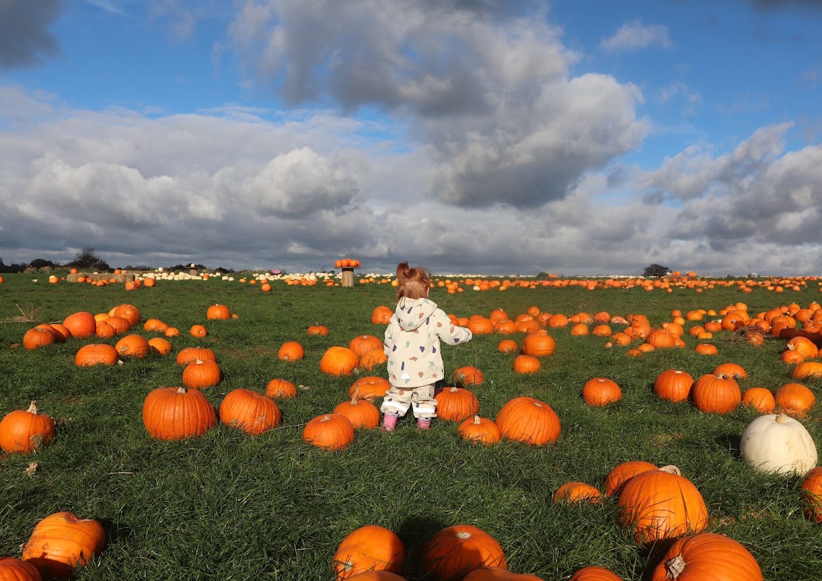 Farmer Scott's Pumpkin Patch