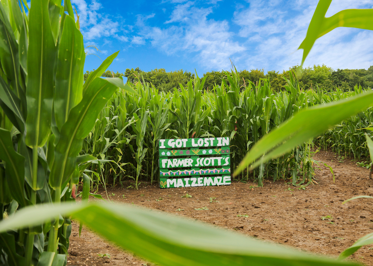 Farmer Scott's Pumpkin Patch — pumpkin patch photo 2