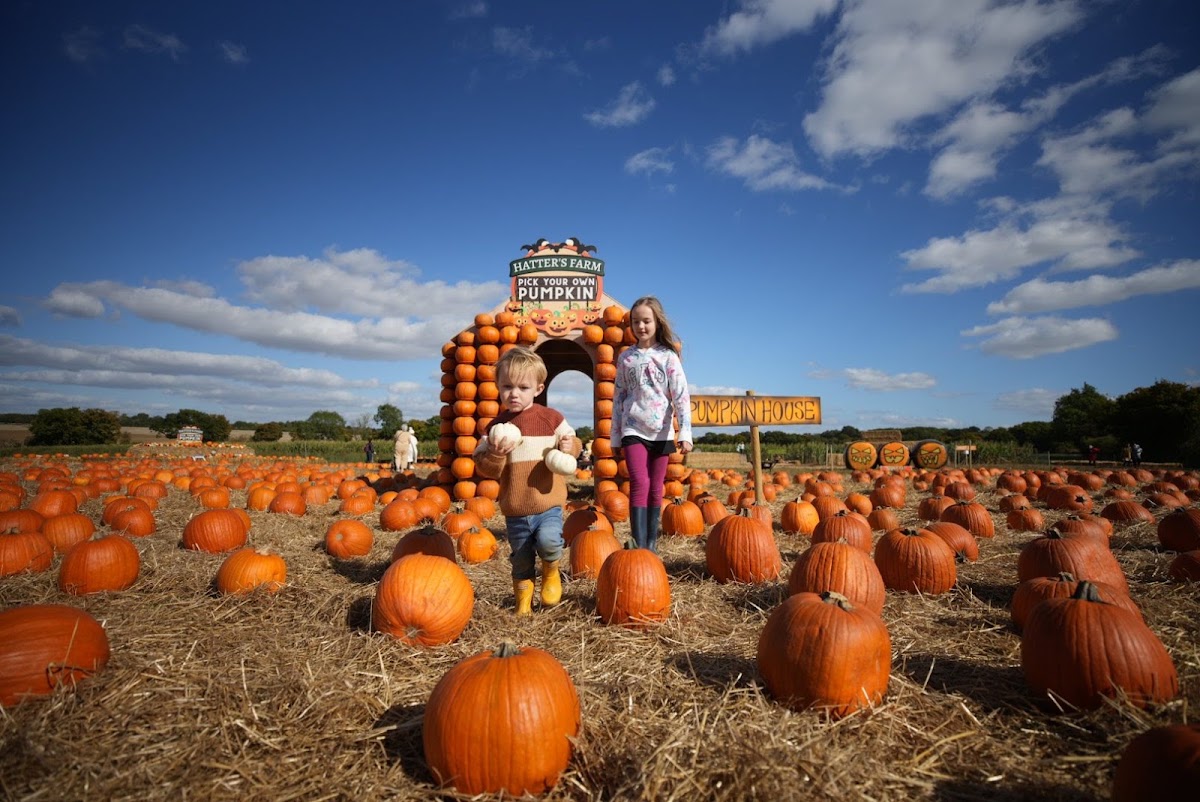 Hatter's Farm — pumpkin patch photo 2