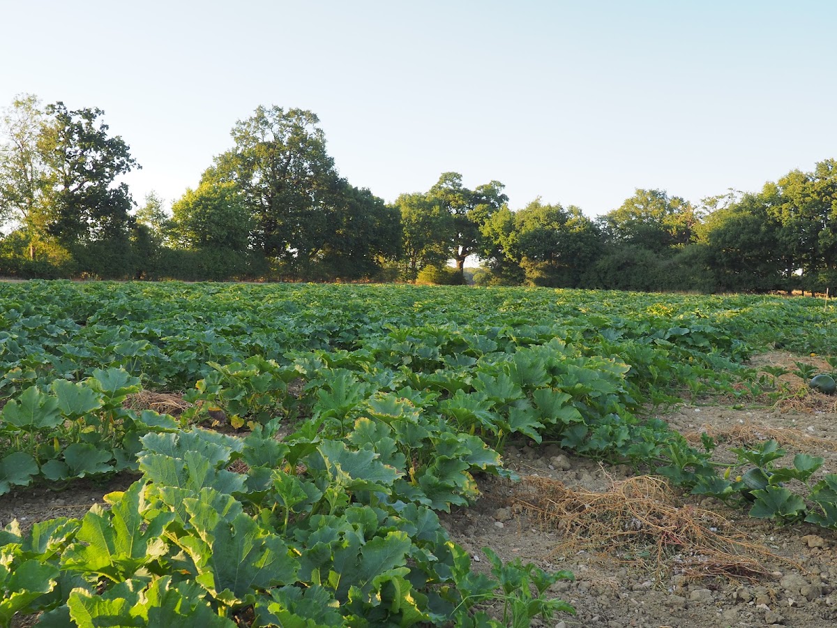 Otto's Pumpkin Patch