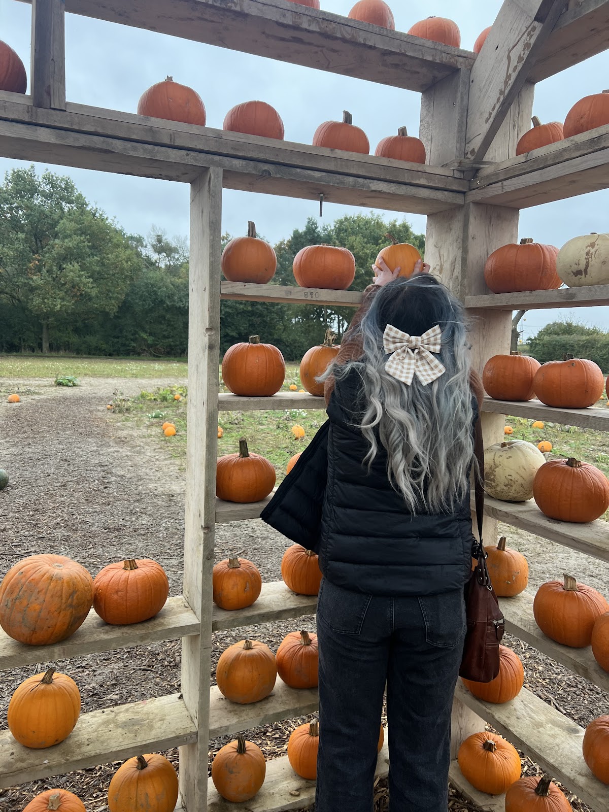 Otto's Pumpkin Patch — pumpkin patch photo 2