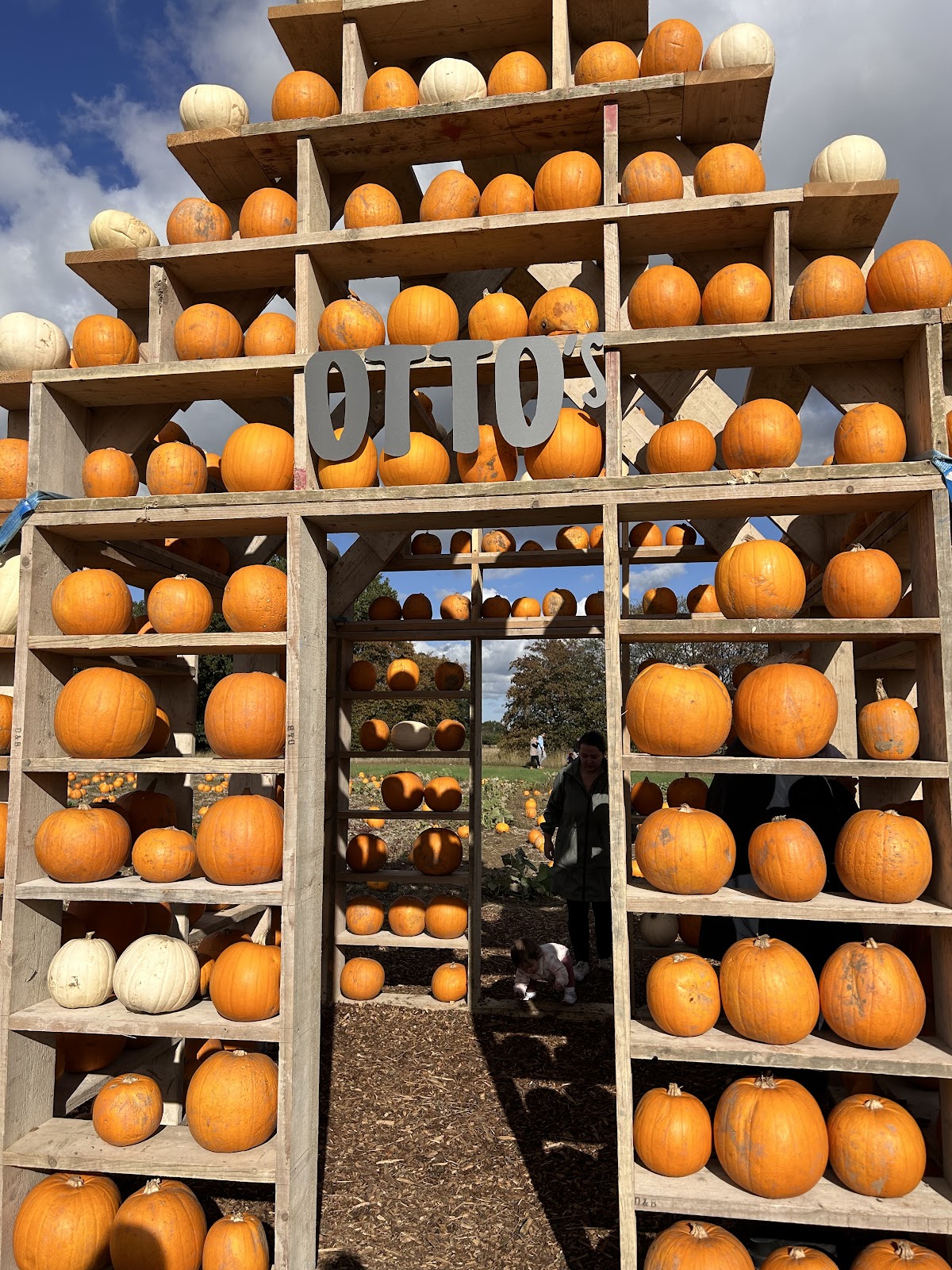 Otto's Pumpkin Patch — pumpkin patch photo 3