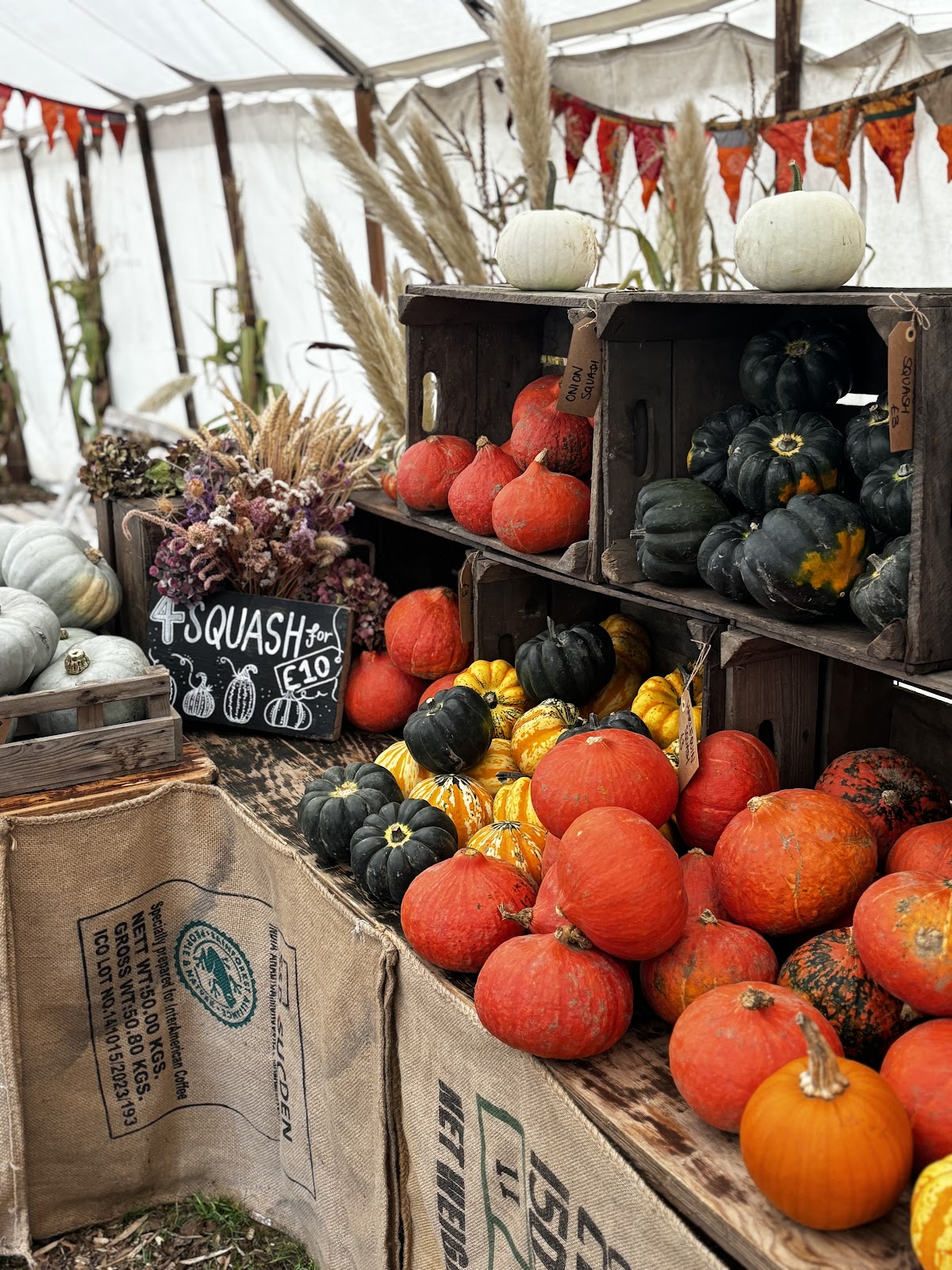 Otto's Pumpkin Patch — pumpkin patch photo 4