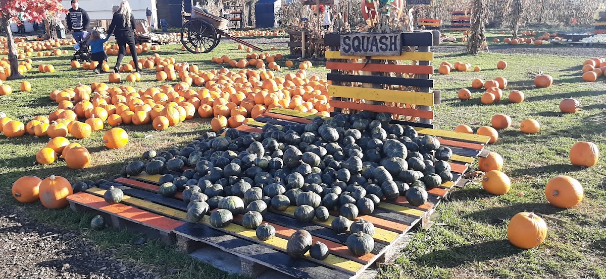 Pumpkin Picking Village