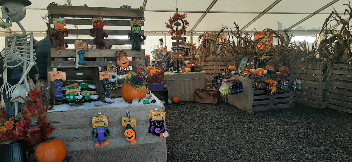 Pumpkin Picking Village — pumpkin patch photo 2