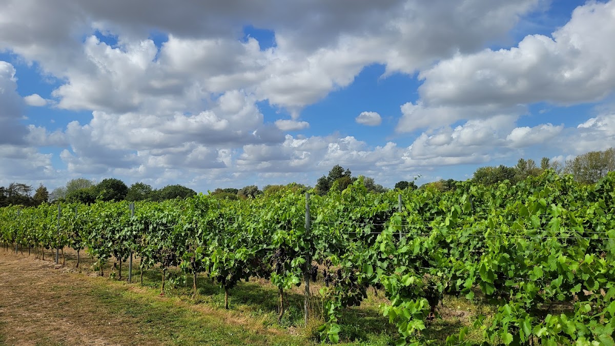 Skylark Pumpkin Patch at Prettyfields Vineyard