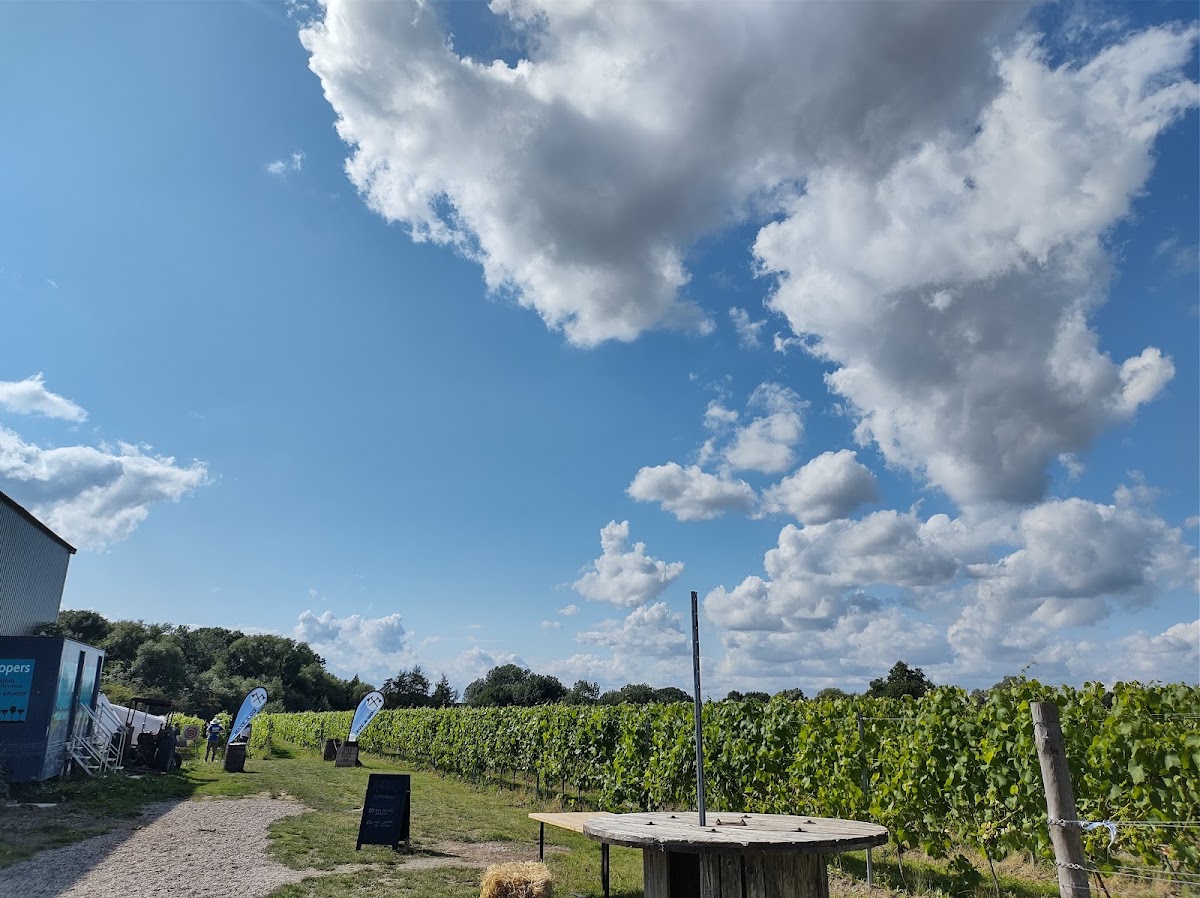 Skylark Pumpkin Patch at Prettyfields Vineyard — pumpkin patch photo 5