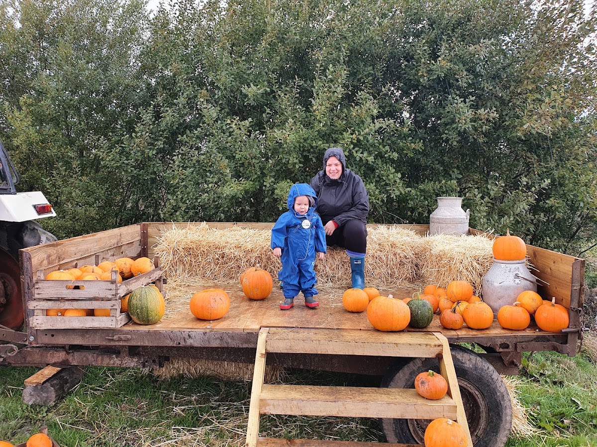 Swans Farm Shop — pumpkin patch photo 5