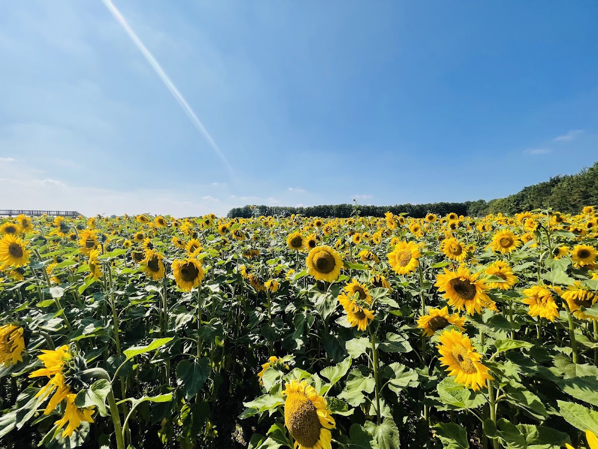 Cotswold Farm Park — pumpkin patch photo 3