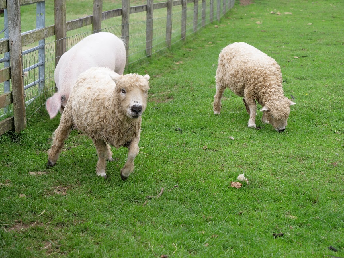 Cotswold Farm Park — pumpkin patch photo 4