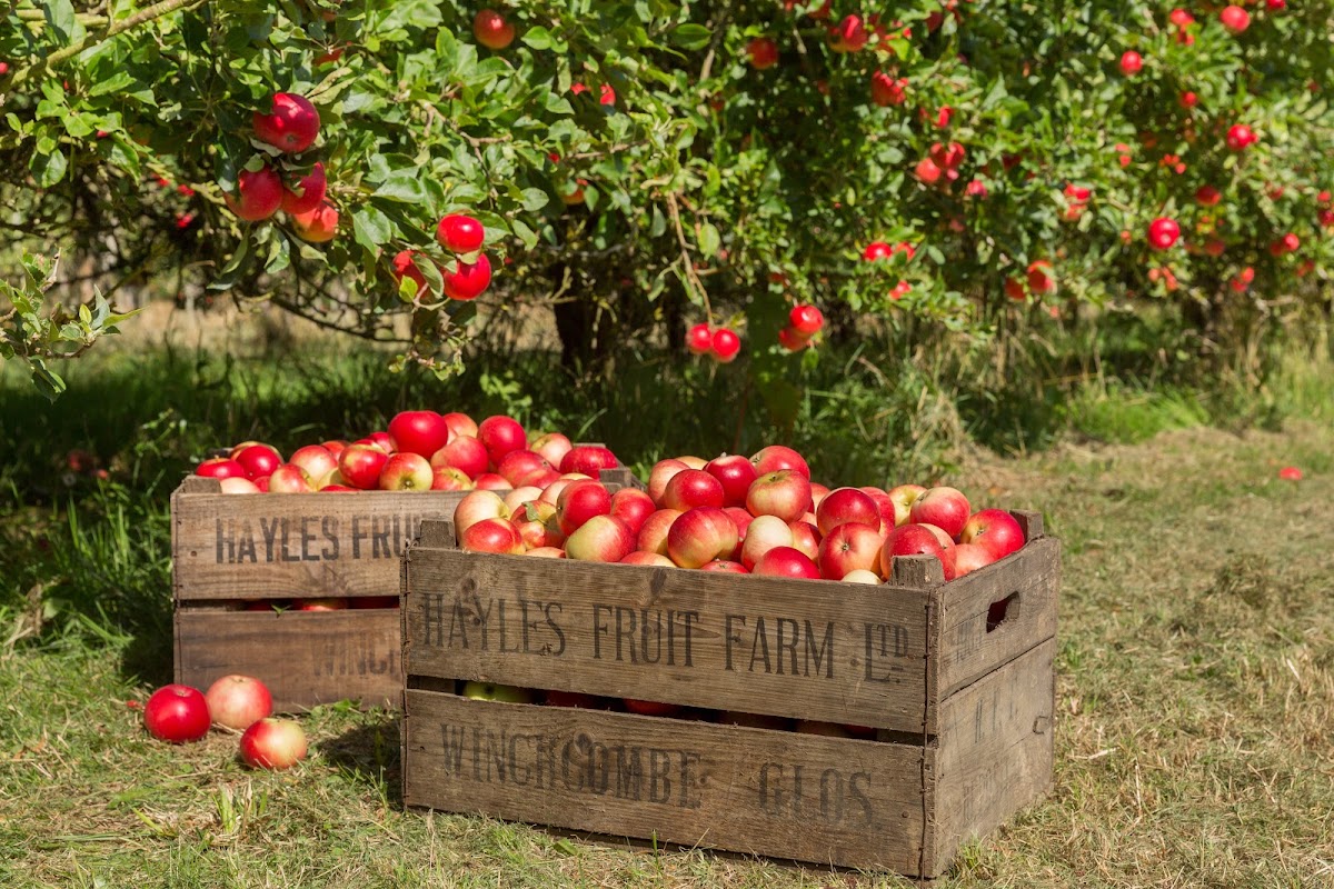 Hayles Fruit Farm — pumpkin patch photo 4