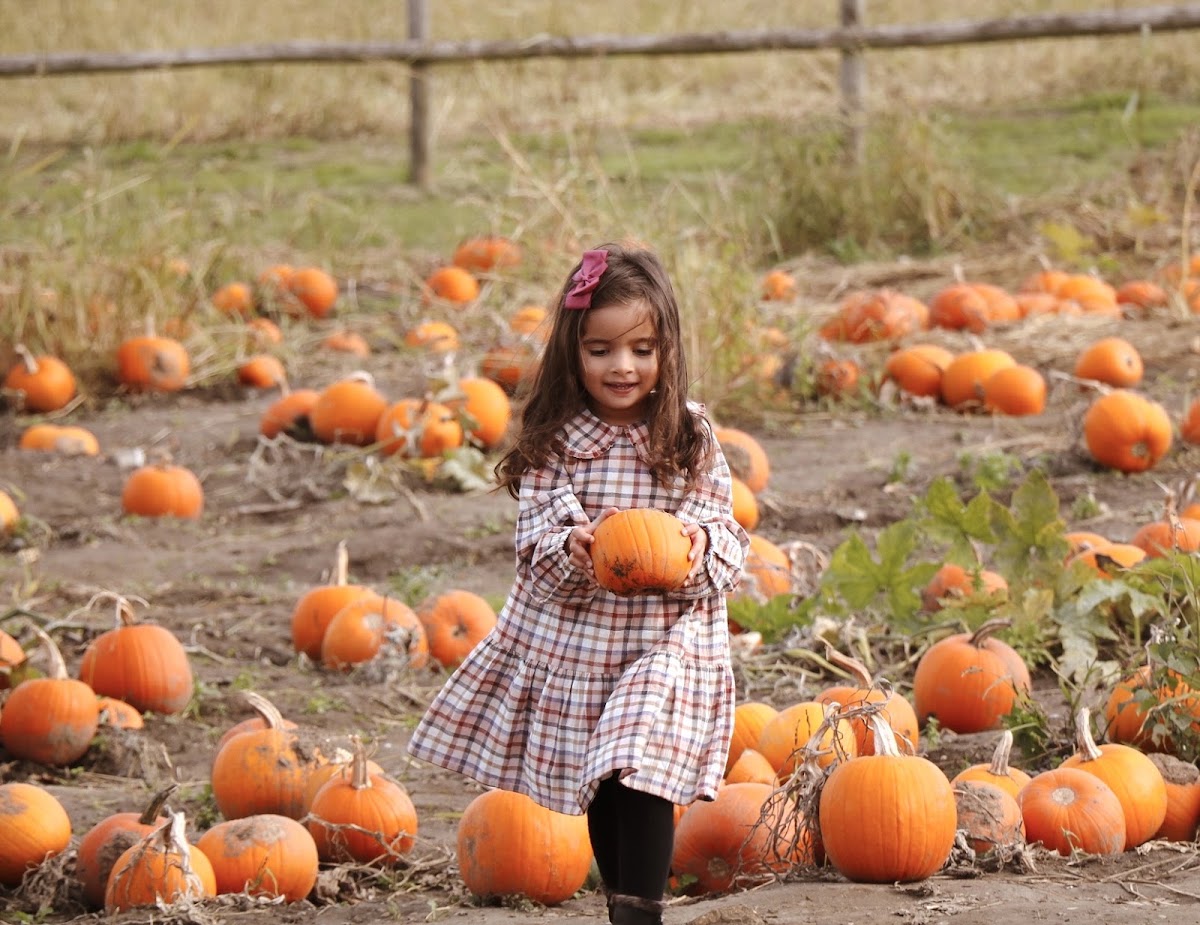 Beck Evans Farm — pumpkin patch photo 3
