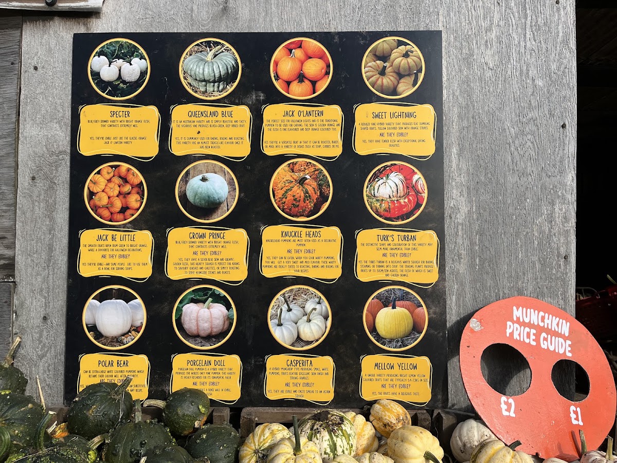 Brookheys Farm — pumpkin patch photo 4