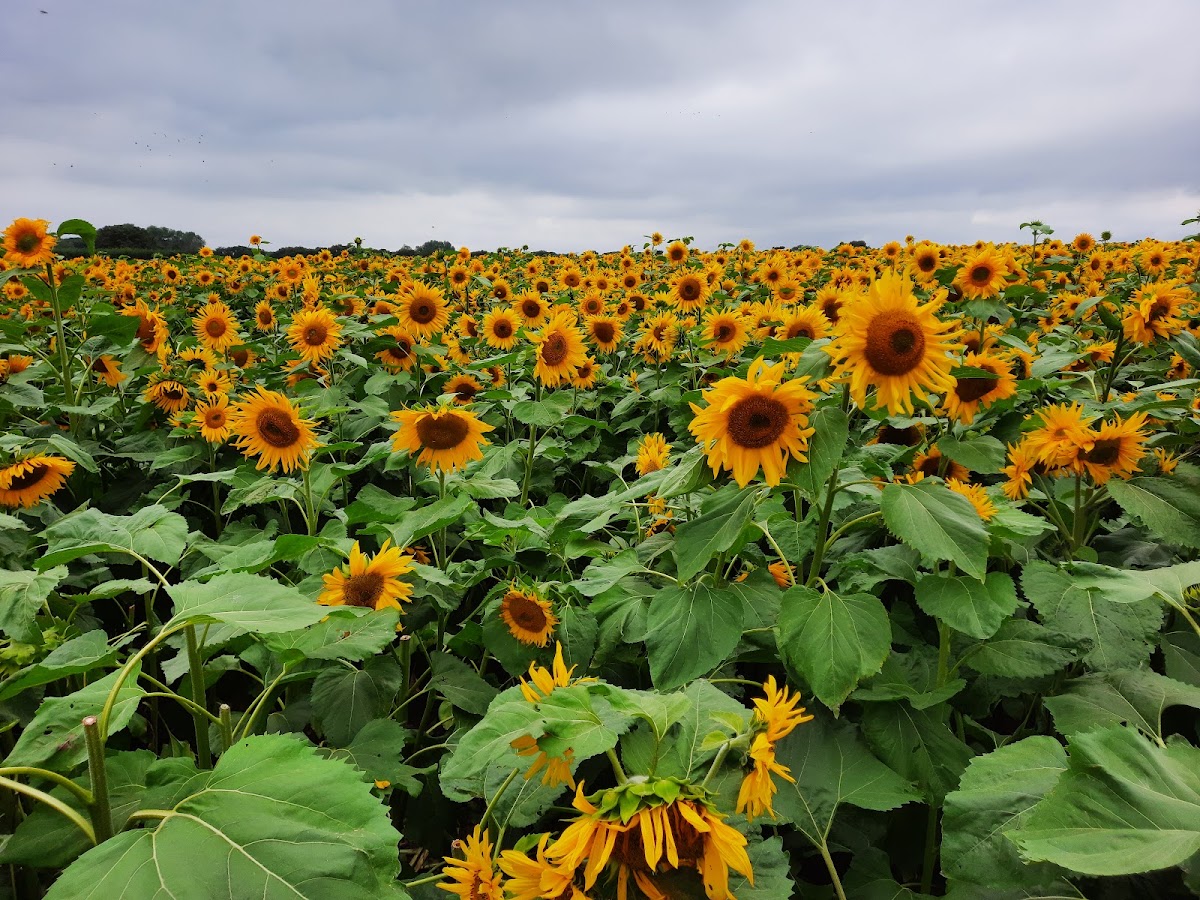 Steve Harris PYO — pumpkin patch photo 2