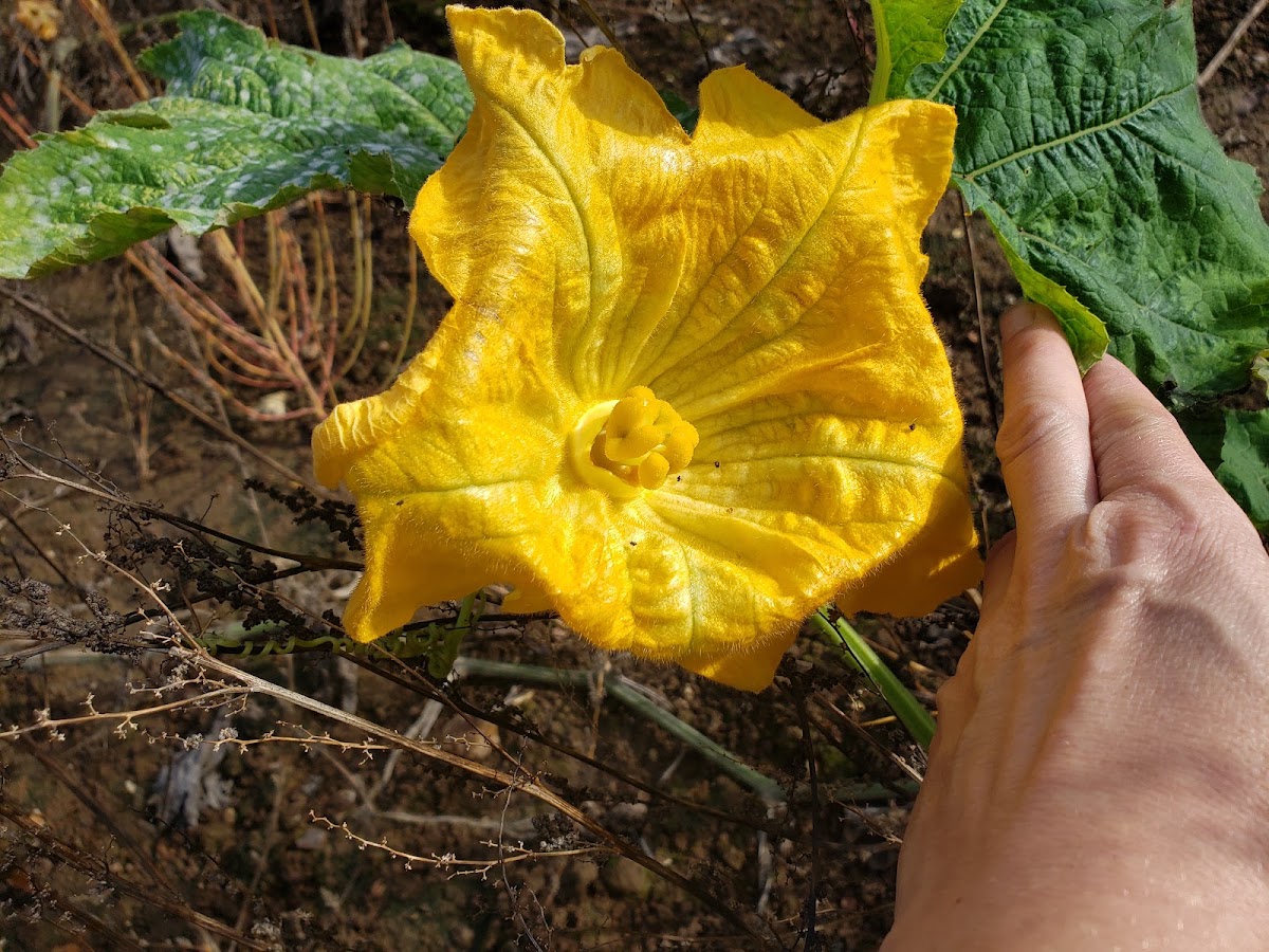 Steve Harris PYO — pumpkin patch photo 3