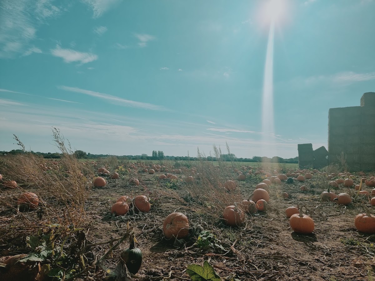 Steve Harris PYO — pumpkin patch photo 4