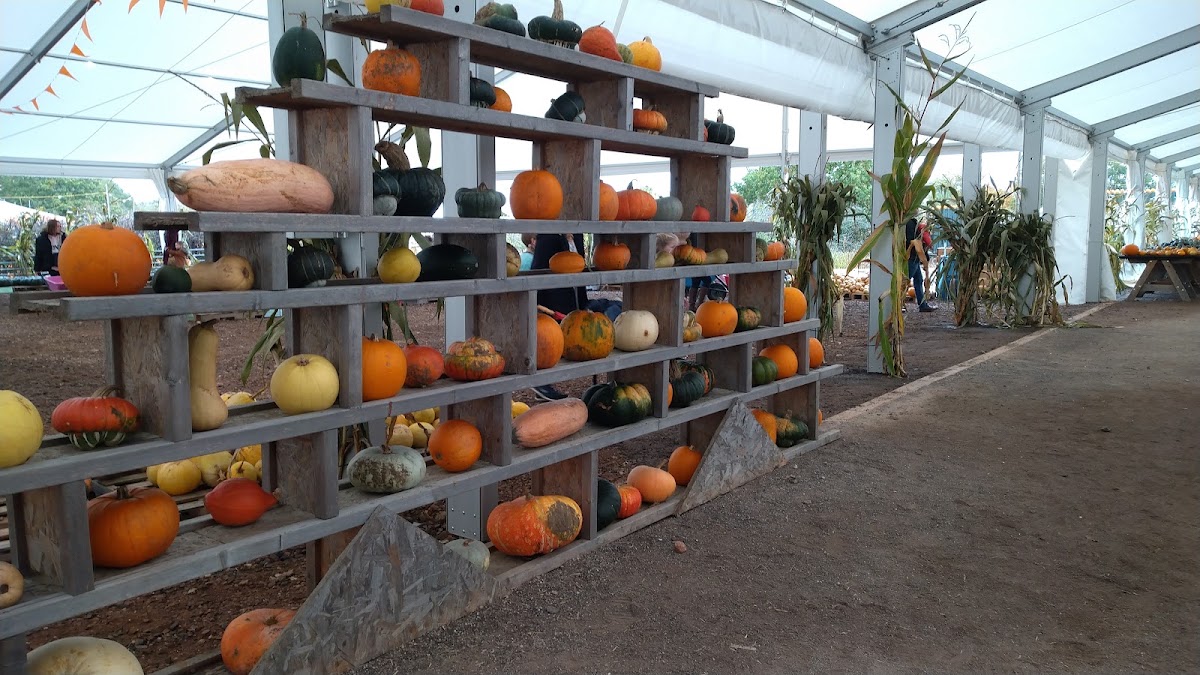 Sunnyfields Farm — pumpkin patch photo 4