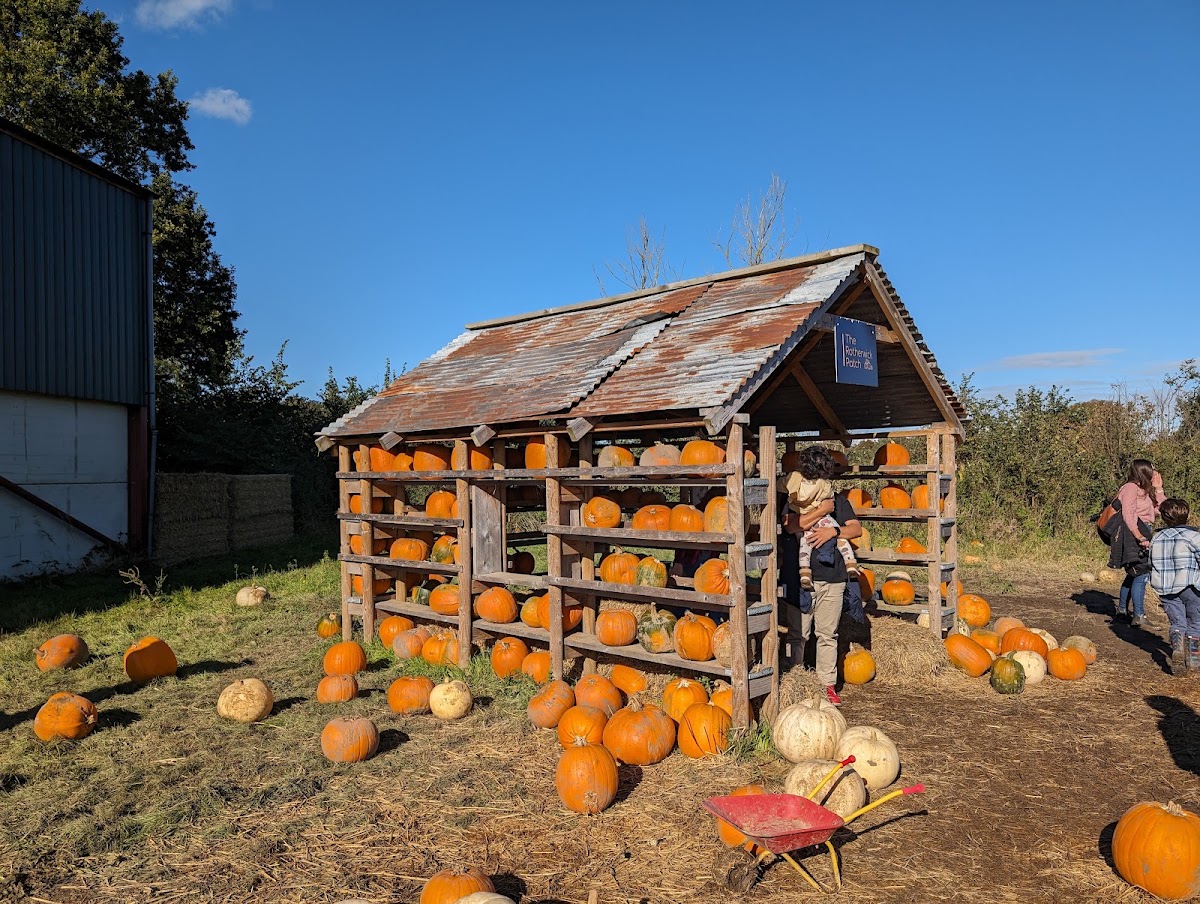 The Rotherwick Patch — pumpkin patch photo 2
