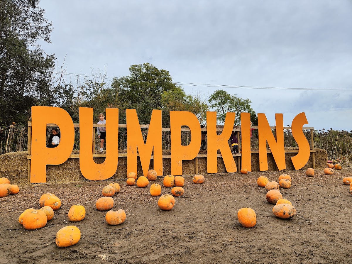 The Rotherwick Patch — pumpkin patch photo 3