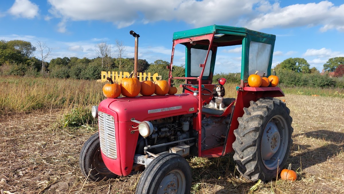 The Rotherwick Patch — pumpkin patch photo 4