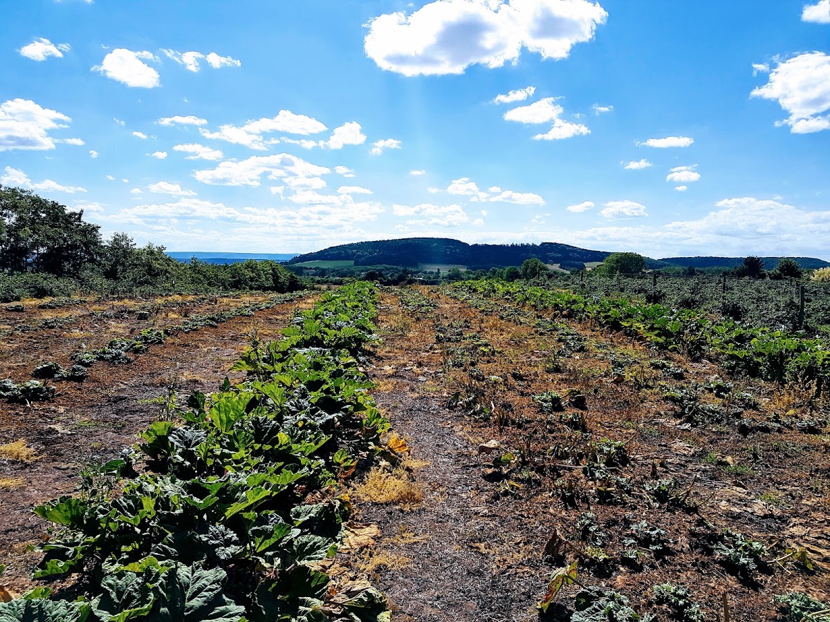 Court Farm Leisure — pumpkin patch photo 2