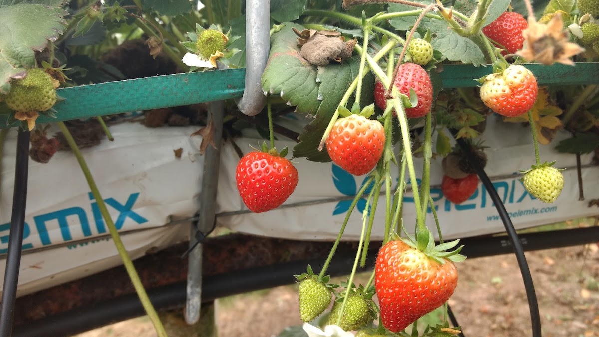 Court Farm Leisure — pumpkin patch photo 3