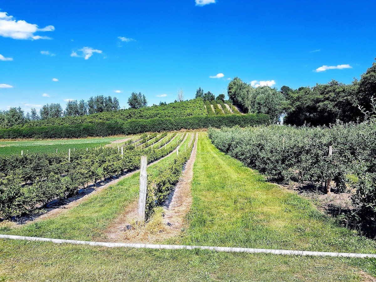 Court Farm Leisure — pumpkin patch photo 4