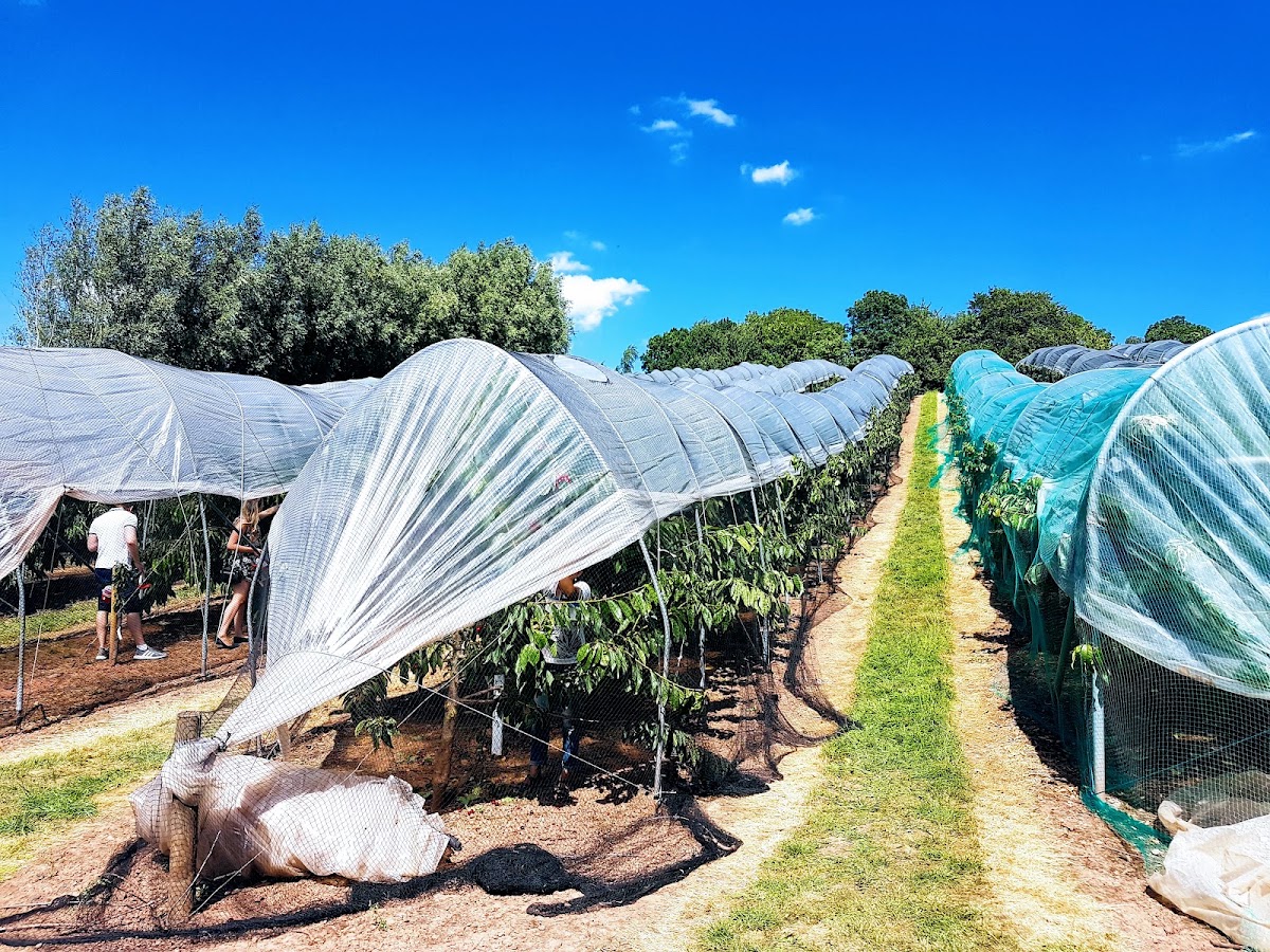 Court Farm Leisure — pumpkin patch photo 5
