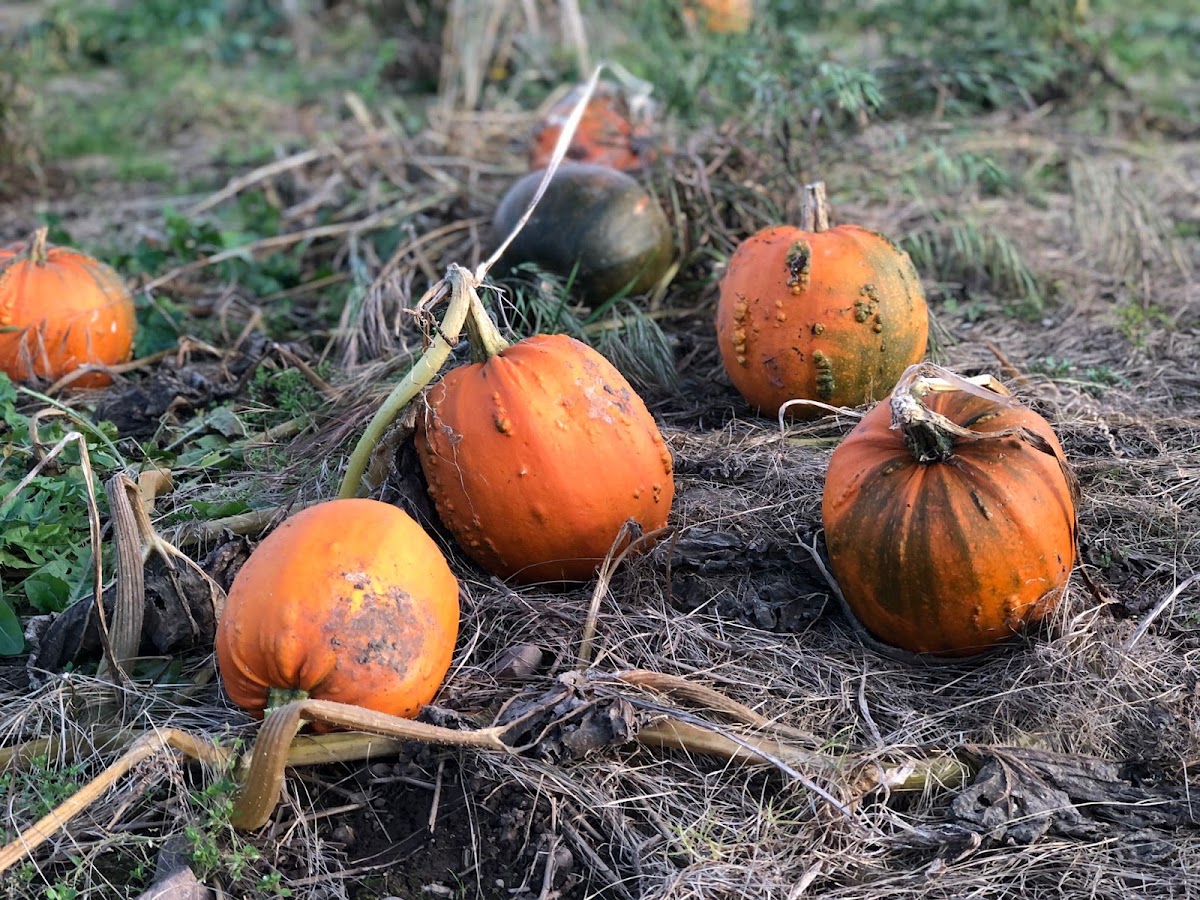 The Cawdor Patch