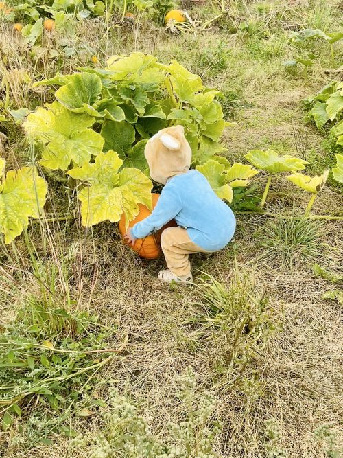 The Cawdor Patch — pumpkin patch photo 4