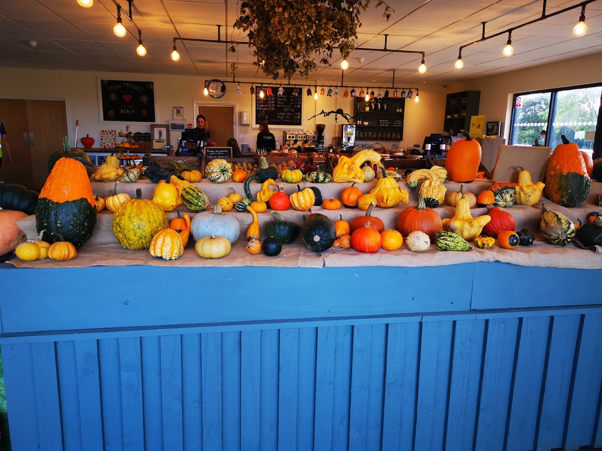 Lower Ladysden Farm — pumpkin patch photo 3