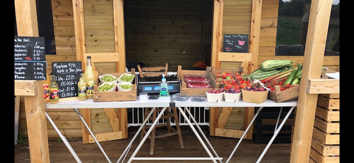 Meopham PYO — pumpkin patch photo 3