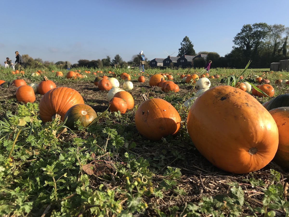Meopham PYO — pumpkin patch photo 4
